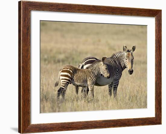 Cape Mountain Zebra Mother and Foal, Mountain Zebra National Park-James Hager-Framed Photographic Print