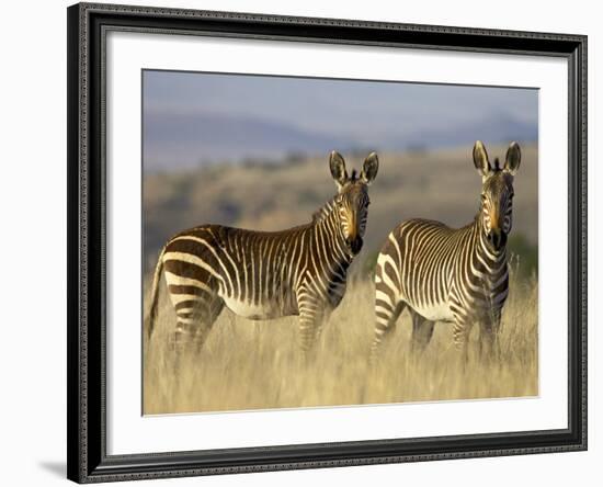 Cape Mountain Zebra, Mountain Zebra National Park, South Africa, Africa-James Hager-Framed Photographic Print