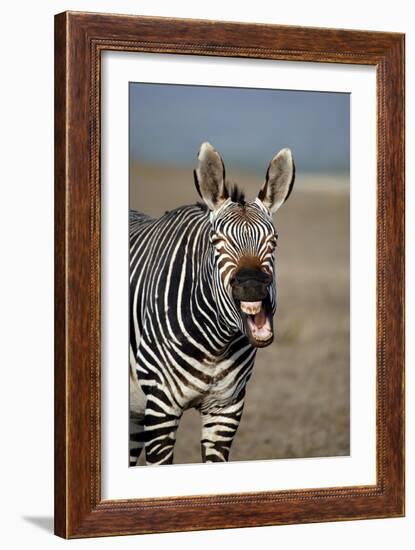 Cape Mountain Zebra-Peter Chadwick-Framed Photographic Print