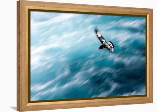 Cape Petrel - Pintado Petrel in Flight South Georgia-Renato Granieri-Framed Premier Image Canvas