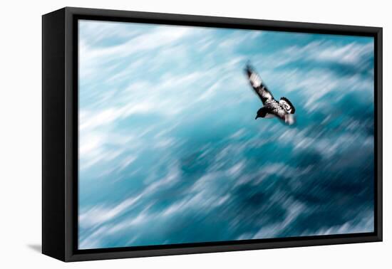 Cape Petrel - Pintado Petrel in Flight South Georgia-Renato Granieri-Framed Premier Image Canvas