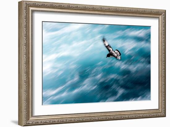 Cape Petrel - Pintado Petrel in Flight South Georgia-Renato Granieri-Framed Photographic Print