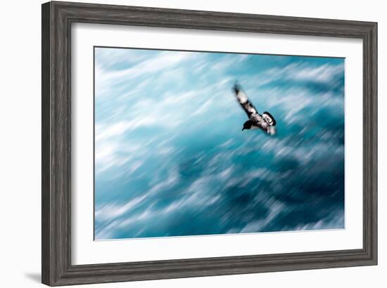 Cape Petrel - Pintado Petrel in Flight South Georgia-Renato Granieri-Framed Photographic Print