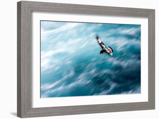 Cape Petrel - Pintado Petrel in Flight South Georgia-Renato Granieri-Framed Photographic Print