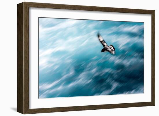 Cape Petrel - Pintado Petrel in Flight South Georgia-Renato Granieri-Framed Photographic Print