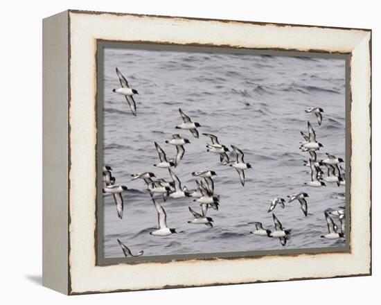 Cape Petrels (Daption Capense), Antarctica, Polar Regions-Sergio Pitamitz-Framed Premier Image Canvas