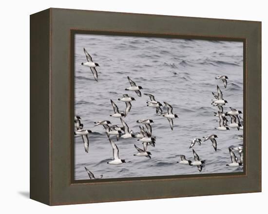 Cape Petrels (Daption Capense), Antarctica, Polar Regions-Sergio Pitamitz-Framed Premier Image Canvas