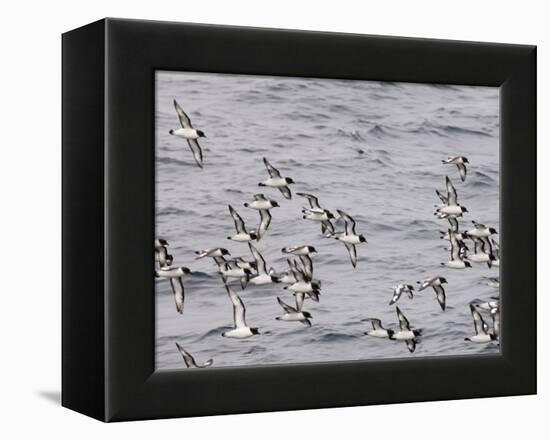 Cape Petrels (Daption Capense), Antarctica, Polar Regions-Sergio Pitamitz-Framed Premier Image Canvas