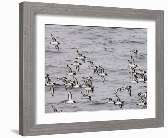 Cape Petrels (Daption Capense), Antarctica, Polar Regions-Sergio Pitamitz-Framed Photographic Print