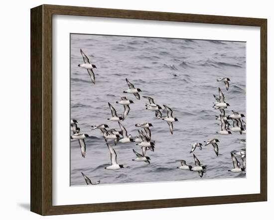 Cape Petrels (Daption Capense), Antarctica, Polar Regions-Sergio Pitamitz-Framed Photographic Print