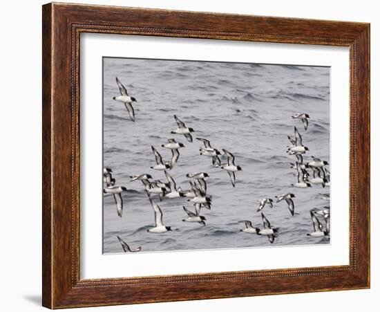 Cape Petrels (Daption Capense), Antarctica, Polar Regions-Sergio Pitamitz-Framed Photographic Print