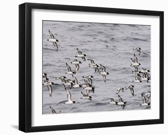 Cape Petrels (Daption Capense), Antarctica, Polar Regions-Sergio Pitamitz-Framed Photographic Print