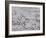 Cape Petrels (Daption Capense), Antarctica, Polar Regions-Sergio Pitamitz-Framed Photographic Print