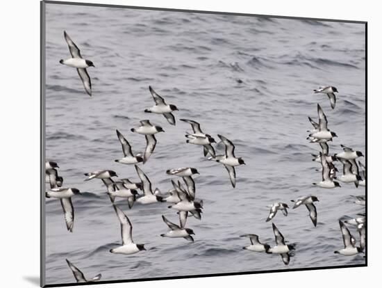 Cape Petrels (Daption Capense), Antarctica, Polar Regions-Sergio Pitamitz-Mounted Photographic Print