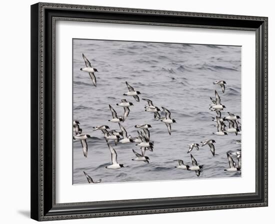 Cape Petrels (Daption Capense), Antarctica, Polar Regions-Sergio Pitamitz-Framed Photographic Print