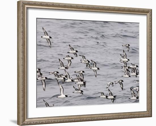 Cape Petrels (Daption Capense), Antarctica, Polar Regions-Sergio Pitamitz-Framed Photographic Print