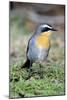 Cape Robin-chat-Peter Chadwick-Mounted Photographic Print