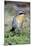 Cape Robin-chat-Peter Chadwick-Mounted Photographic Print