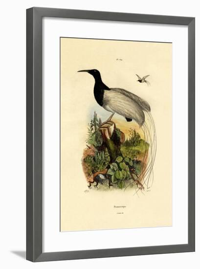 Cape Sugarbird, 1833-39-null-Framed Giclee Print