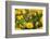 Cape sugarbird among yellow Pincushion flowers, South Africa-Ann & Steve Toon-Framed Photographic Print