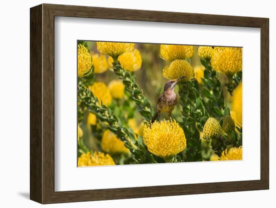 Cape sugarbird among yellow Pincushion flowers, South Africa-Ann & Steve Toon-Framed Photographic Print