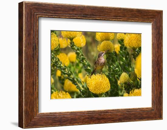 Cape sugarbird among yellow Pincushion flowers, South Africa-Ann & Steve Toon-Framed Photographic Print