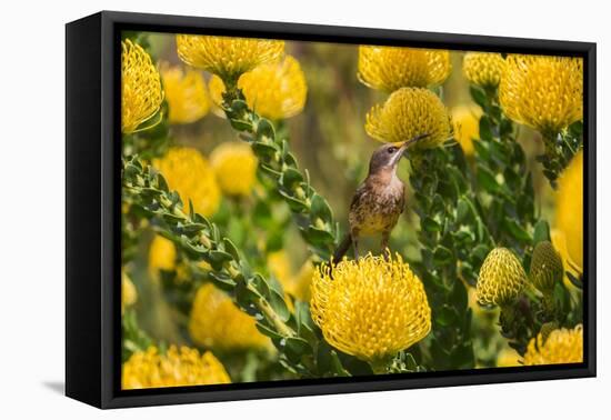 Cape sugarbird among yellow Pincushion flowers, South Africa-Ann & Steve Toon-Framed Premier Image Canvas