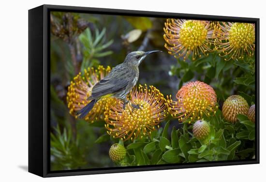 Cape Sugarbird on a Flower-Bob Gibbons-Framed Premier Image Canvas