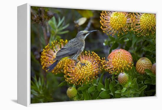 Cape Sugarbird on a Flower-Bob Gibbons-Framed Premier Image Canvas