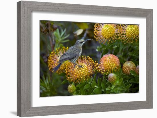 Cape Sugarbird on a Flower-Bob Gibbons-Framed Photographic Print