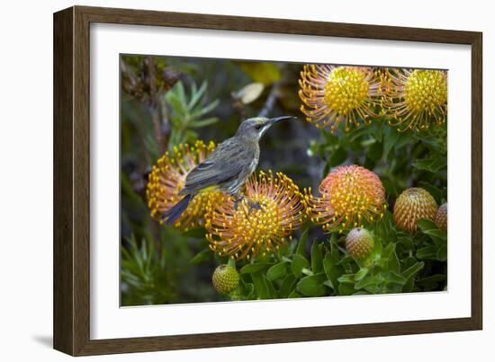 Cape Sugarbird on a Flower-Bob Gibbons-Framed Photographic Print