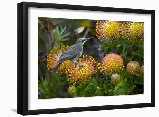 Cape Sugarbird on a Flower-Bob Gibbons-Framed Photographic Print