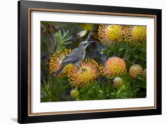 Cape Sugarbird on a Flower-Bob Gibbons-Framed Photographic Print