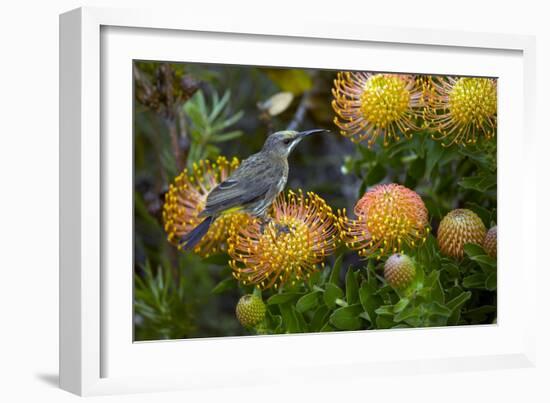 Cape Sugarbird on a Flower-Bob Gibbons-Framed Photographic Print