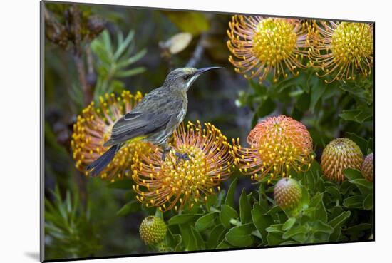 Cape Sugarbird on a Flower-Bob Gibbons-Mounted Photographic Print