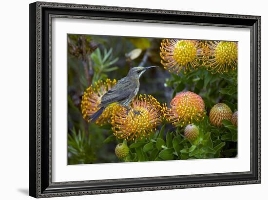 Cape Sugarbird on a Flower-Bob Gibbons-Framed Photographic Print