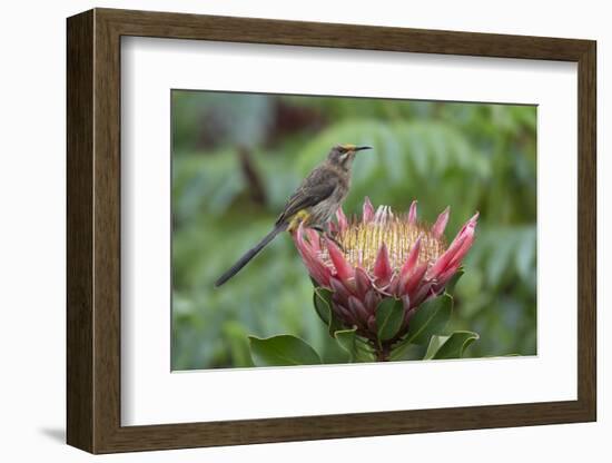 Cape sugarbird on king protea, Cape Town, South Africa-Ann & Steve Toon-Framed Photographic Print