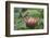 Cape sugarbird on king protea, Cape Town, South Africa-Ann & Steve Toon-Framed Photographic Print