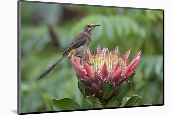 Cape sugarbird on king protea, Cape Town, South Africa-Ann & Steve Toon-Mounted Photographic Print