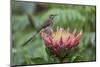 Cape sugarbird on king protea, Cape Town, South Africa-Ann & Steve Toon-Mounted Photographic Print