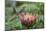 Cape sugarbird on king protea, Cape Town, South Africa-Ann & Steve Toon-Mounted Photographic Print