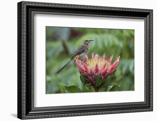 Cape sugarbird on king protea, Cape Town, South Africa-Ann & Steve Toon-Framed Photographic Print