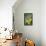 Cape Sugarbird (Promerops Cafer) Feeding on a Pincushion Protea (Leucospermum Sp)-Neil Aldridge-Framed Premier Image Canvas displayed on a wall