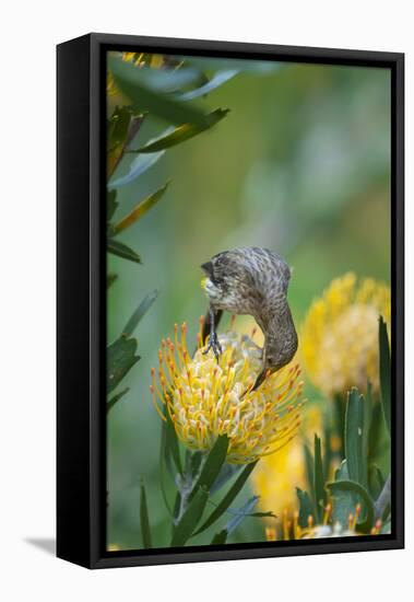 Cape Sugarbird (Promerops Cafer) Feeding on a Pincushion Protea (Leucospermum Sp)-Neil Aldridge-Framed Premier Image Canvas