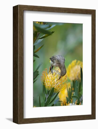 Cape Sugarbird (Promerops Cafer) Feeding on a Pincushion Protea (Leucospermum Sp)-Neil Aldridge-Framed Photographic Print