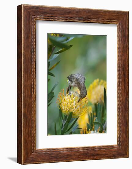 Cape Sugarbird (Promerops Cafer) Feeding on a Pincushion Protea (Leucospermum Sp)-Neil Aldridge-Framed Photographic Print