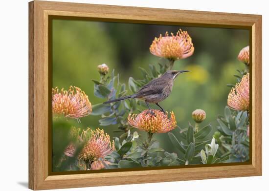 Cape Sugarbird (Promerops Cafer), Harold Porter Botanical Gardens, Western Cape-Ann & Steve Toon-Framed Premier Image Canvas