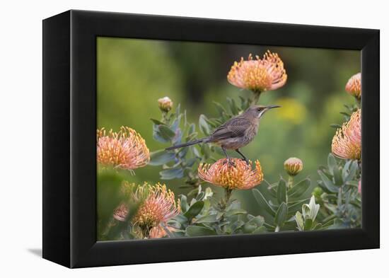 Cape Sugarbird (Promerops Cafer), Harold Porter Botanical Gardens, Western Cape-Ann & Steve Toon-Framed Premier Image Canvas