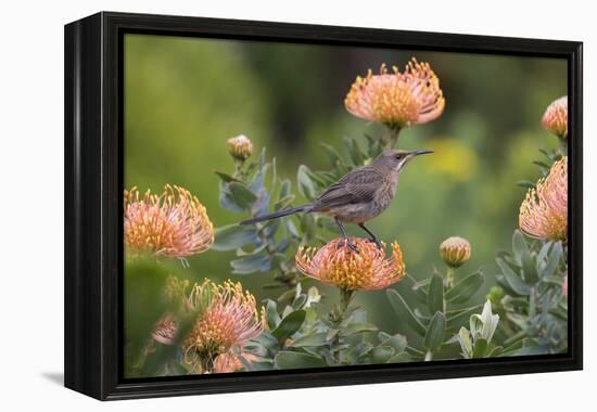 Cape Sugarbird (Promerops Cafer), Harold Porter Botanical Gardens, Western Cape-Ann & Steve Toon-Framed Premier Image Canvas
