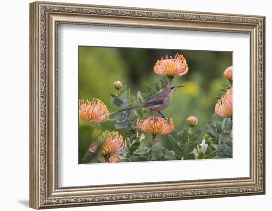 Cape Sugarbird (Promerops Cafer), Harold Porter Botanical Gardens, Western Cape-Ann & Steve Toon-Framed Photographic Print